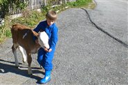 Kid playing with a calf at the Waldsamerhof in Val Casies