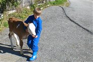 Ein Kind spielt mit dem Kalb des Waldsamerhofes in Gsies