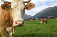 Our cows at the Waldsamerhof in Val Casies